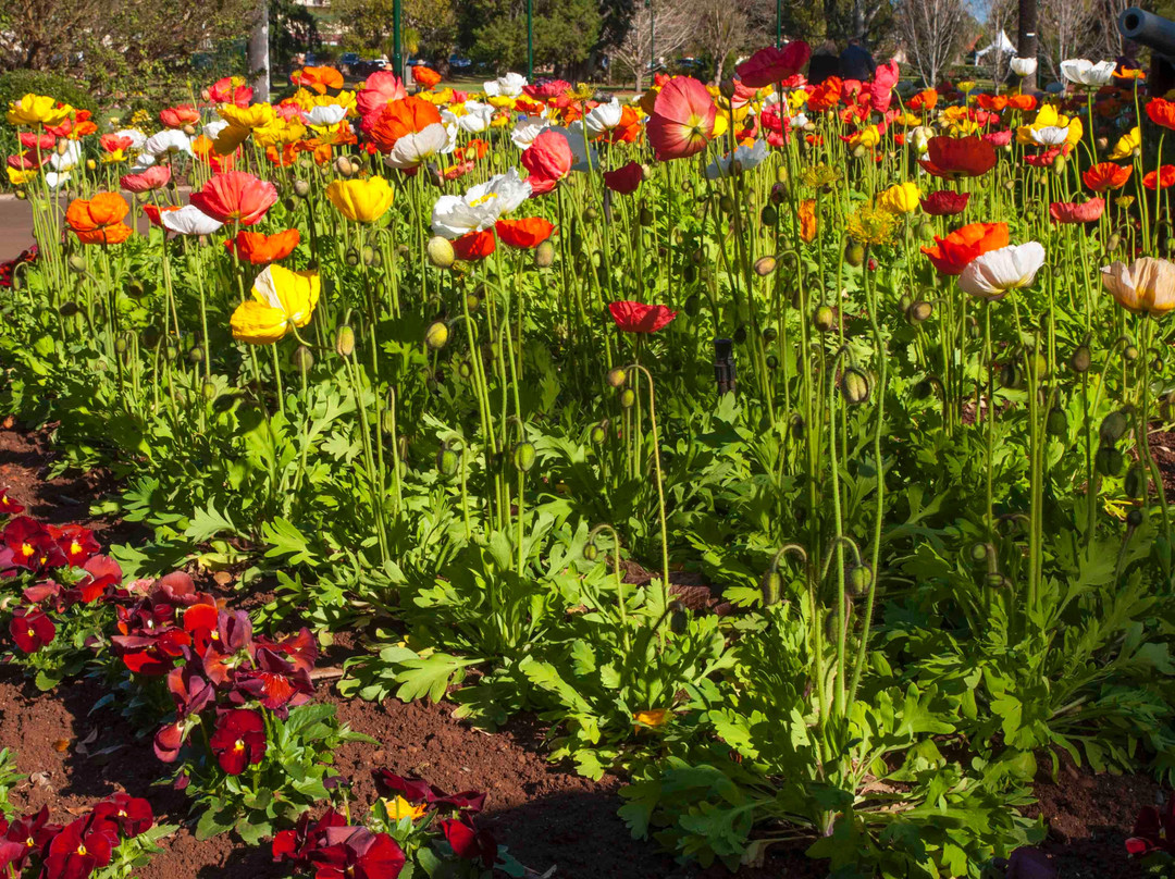 Queens Park Botanic Gardens景点图片