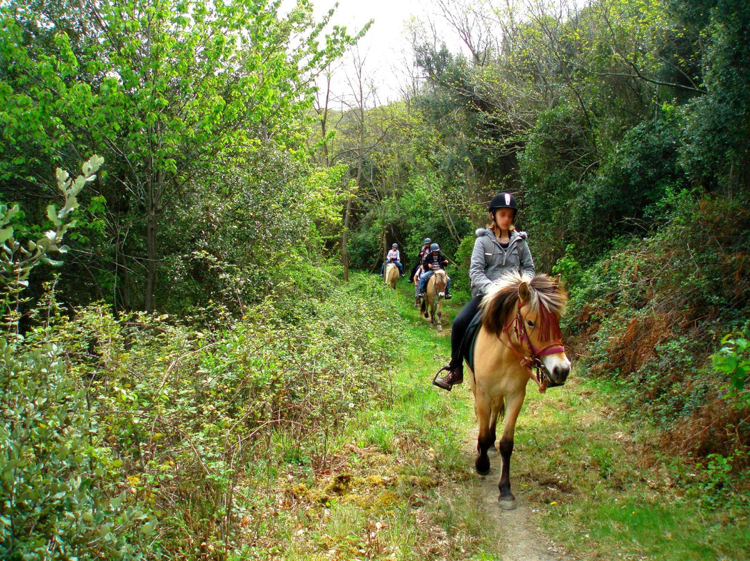 Forest Aventure景点图片