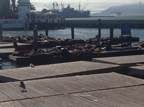 Sea Lion Center-旧金山必去景点