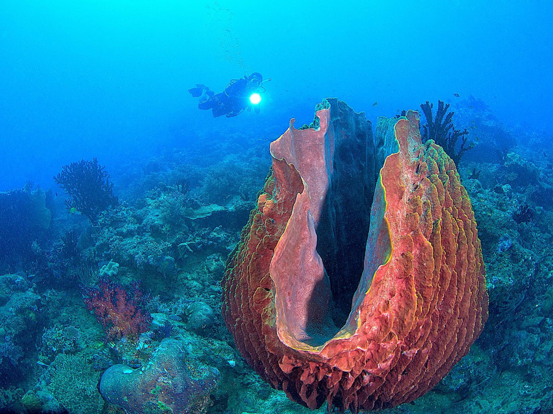 Madang Resort Scuba Diving-Madang必去景点