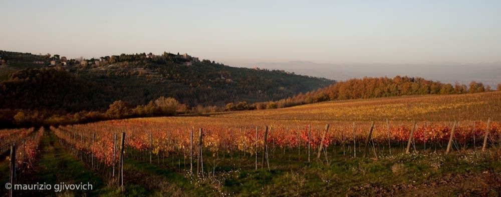 Conti Faina Winery-San Venanzo必去景点