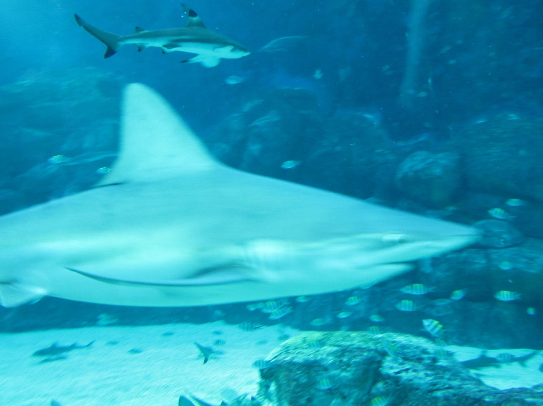 海洋生物园-圣淘沙岛必去景点