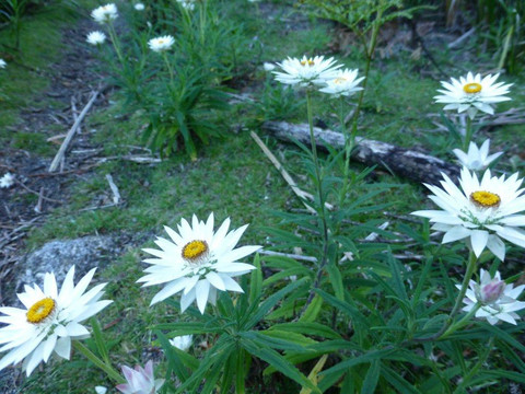 Strzelecki National Park-Flinders Island必去景点