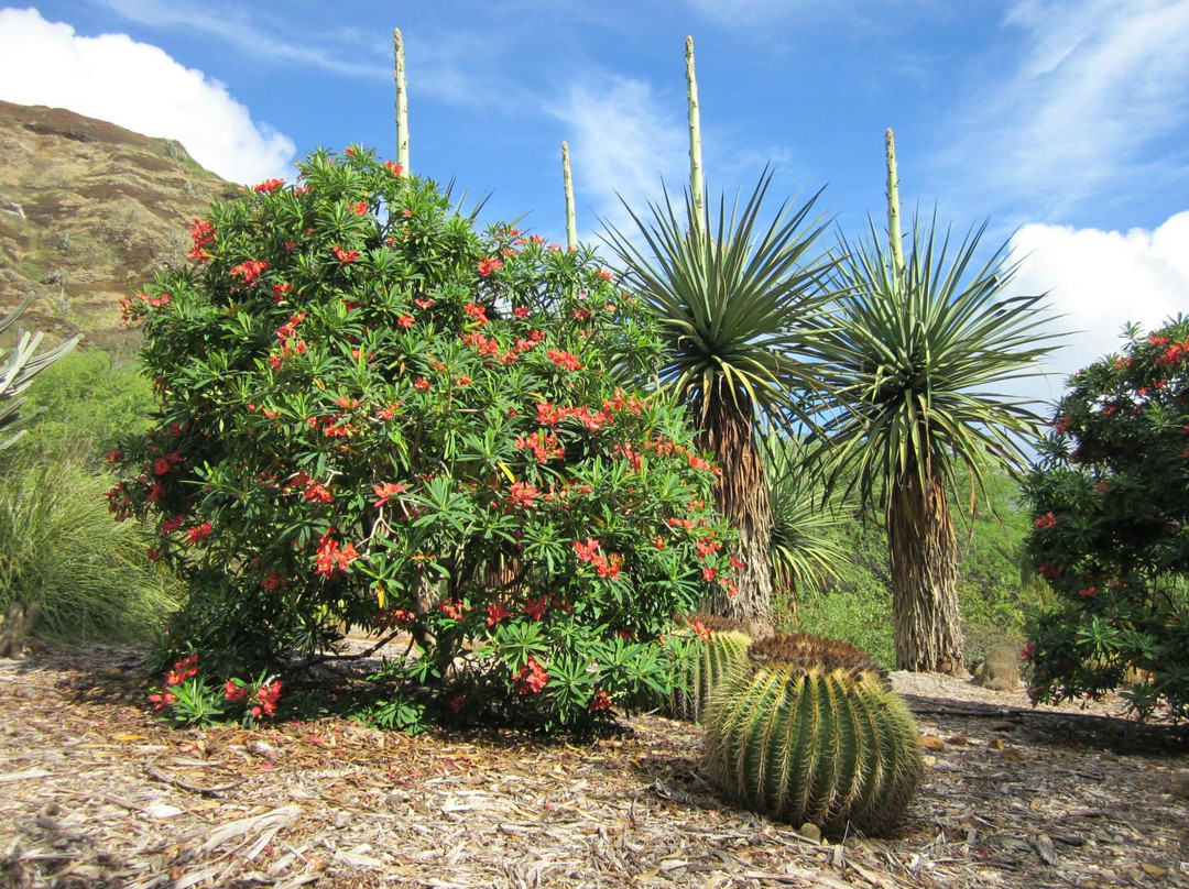 可可火山口植物园-火奴鲁鲁必去景点