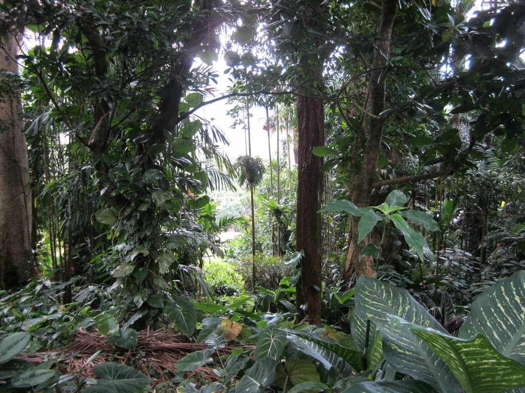 哈罗德树木园-火奴鲁鲁必去景点