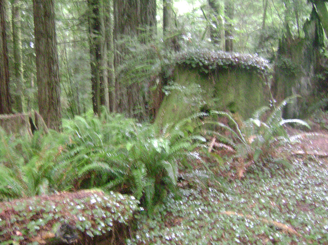 Redwood Highway-尤里卡必去景点