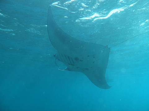 Bali Breizh Divers-沙努尔必去景点