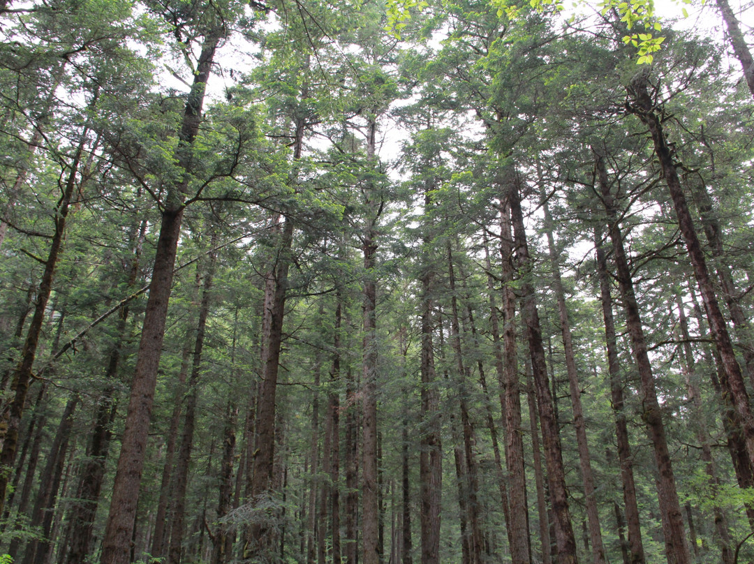 剑岩原始森林景点图片