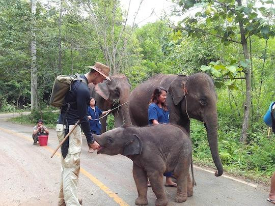 Tong Bai Elephant Tour-夜旺必去景点