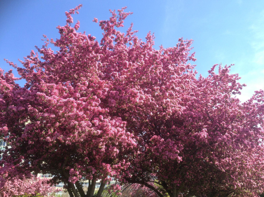 多伦多港湾-多伦多必去景点