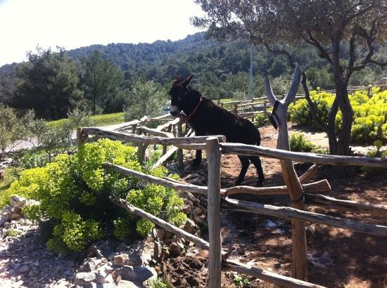 The Lošinj Aromatic Garden景点图片
