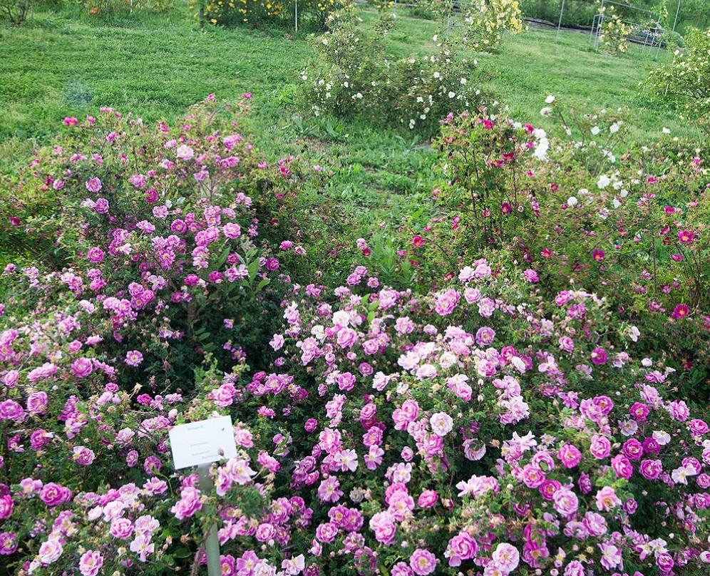 Museo Giardino della Rosa Antica-Serramazzoni必去景点