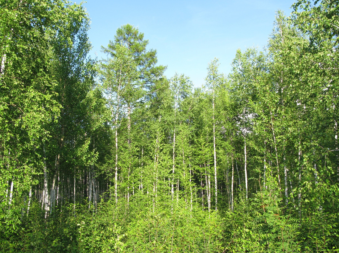 北极村森林公园-漠河县必去景点