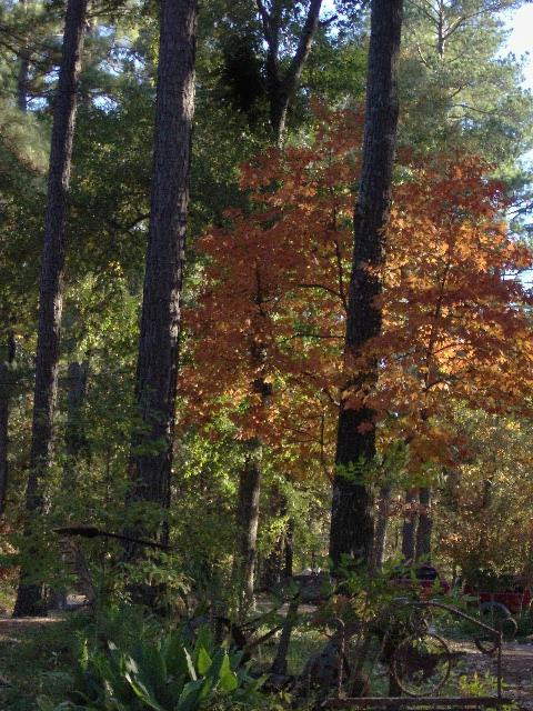 Beans Creek Ranch Cabin主图