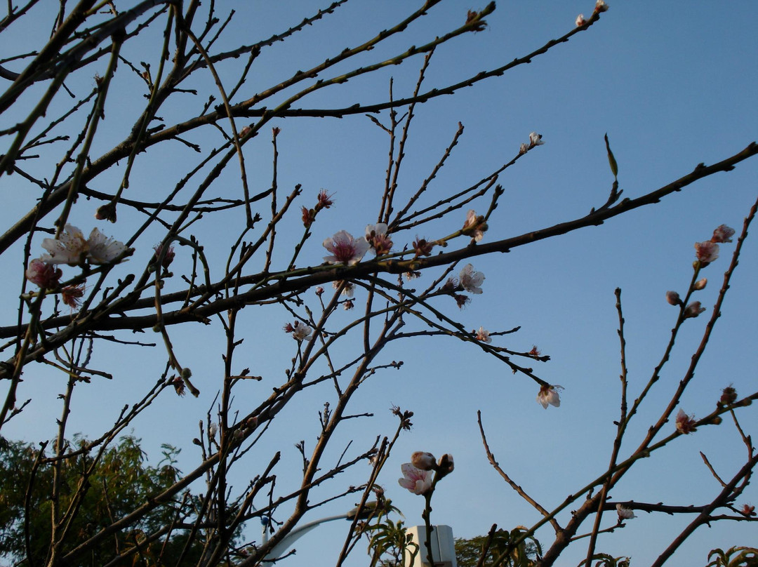 松山湖公园-东莞市必去景点