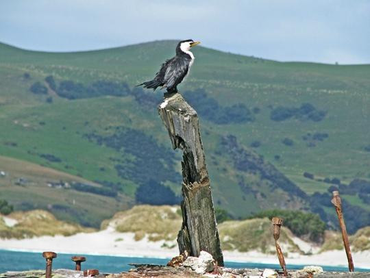 Aramoana Beach-但尼丁必去景点