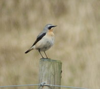 Mull Magic Wildlife - Day Tours-Tobermory必去景点
