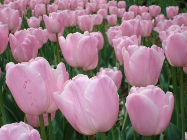 南京情侣园-南京市必去景点