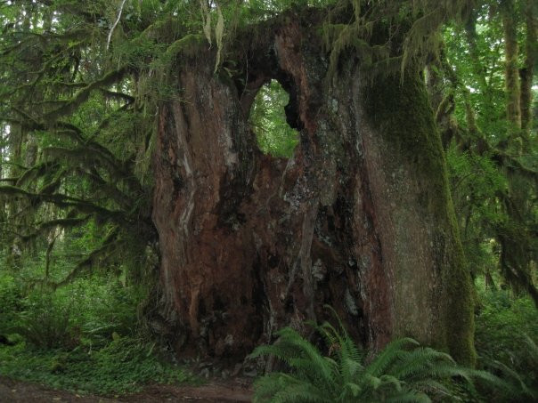 Quinault Rain Forest景点图片