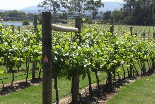 Valleybrook Wine on Wheels Tours-朗塞斯顿必去景点