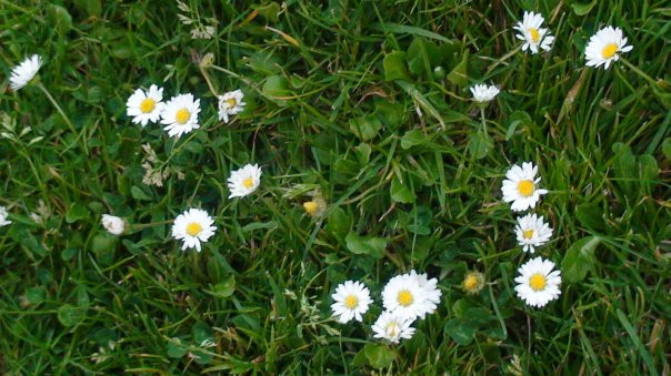 Central Park-圣克拉拉必去景点