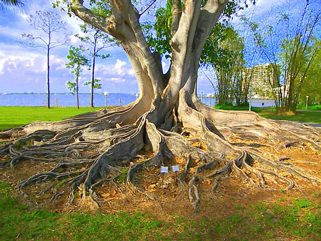 Edison Park Historic District-迈尔斯堡必去景点