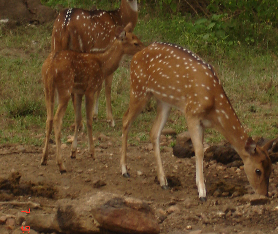 Mudumalai National Park景点图片