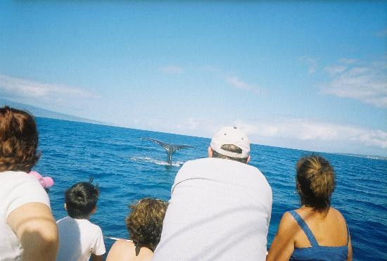 太平洋鲸鱼基金会-玛阿拉也亚必去景点