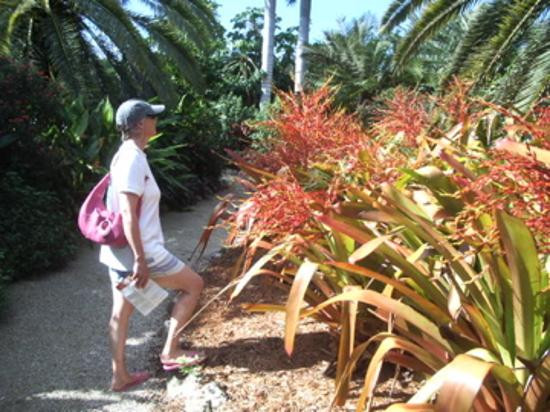 伊莉萨白女王二世植物园-大开曼岛必去景点