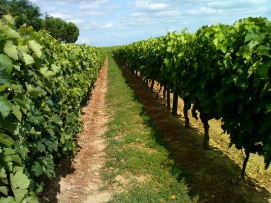 Marennes旅游攻略图片