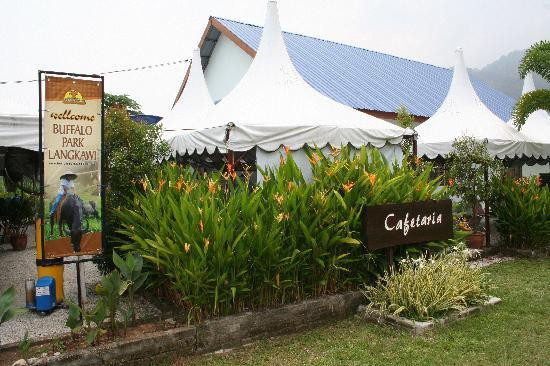 Buffalo Park Langkawi-兰卡威必去景点