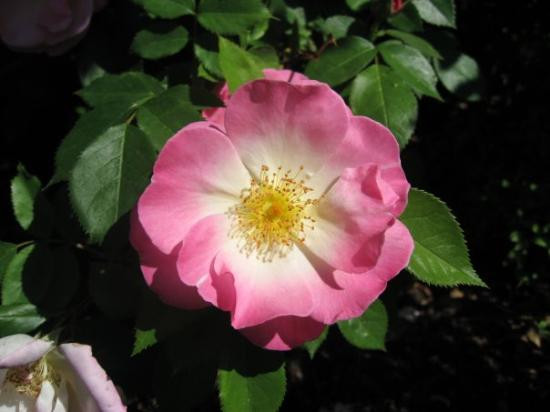 Red Butte Garden-盐湖城必去景点