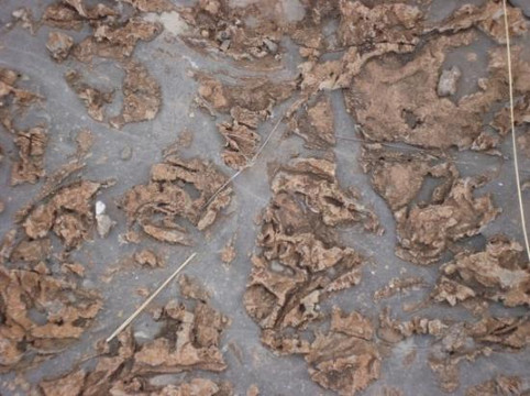 Permian Reef Geology Trail-Guadalupe Mountains National Park必去景点