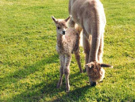 Rolling Hills Alpacas-Central Point必去景点