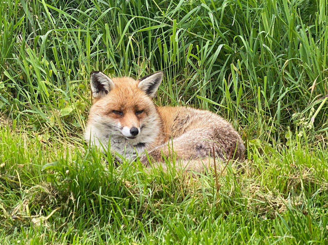 British Wildlife Centre景点图片