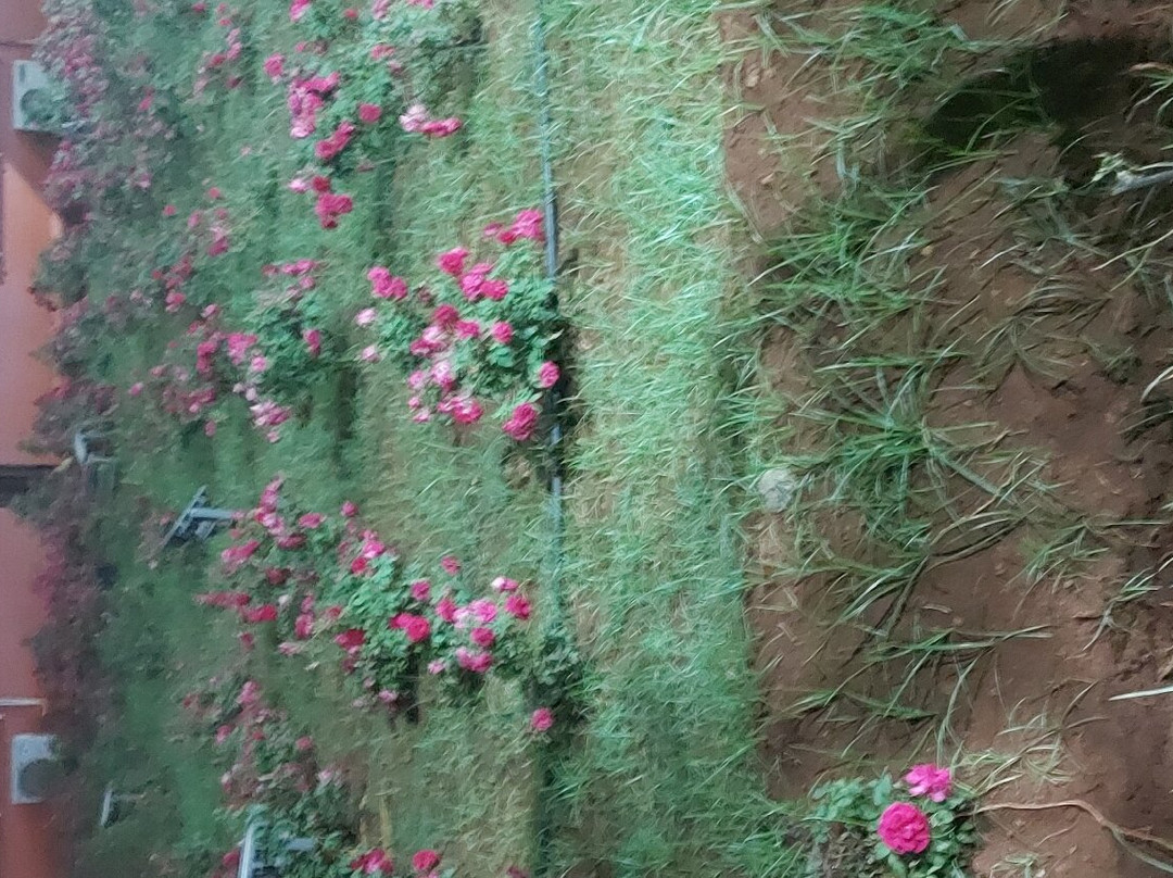 Narayani Dham Temple-浦那必去景点
