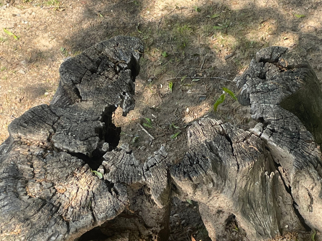 Silver Lake Park-多佛必去景点