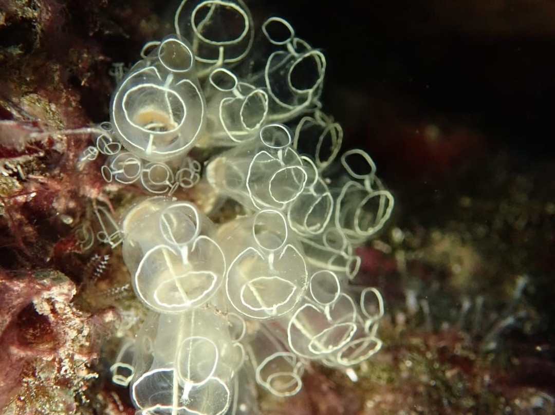 Escuela de Buceo Bubbles Sea-Torrenueva必去景点