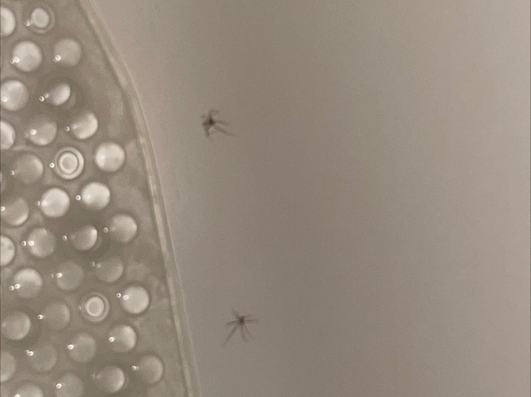 Terrace Inn & Suites