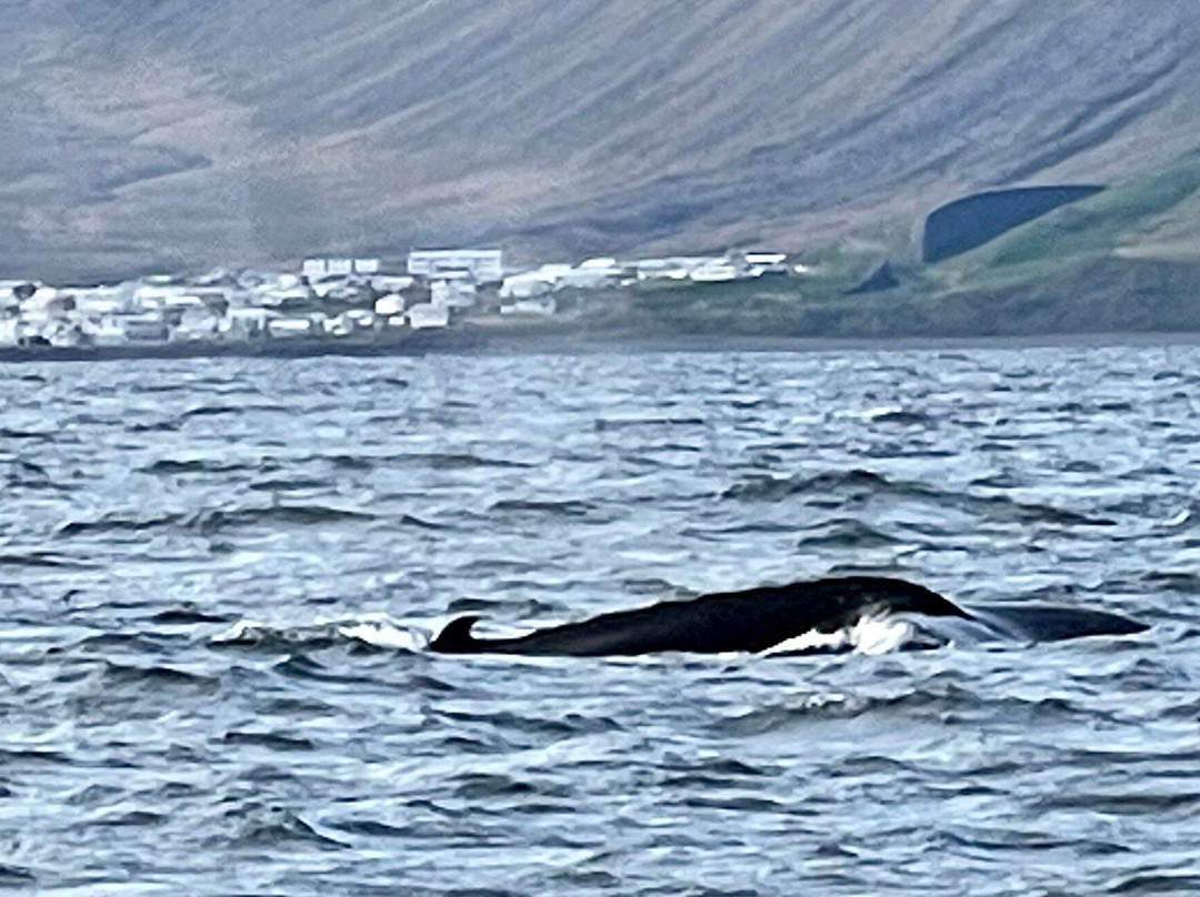 Westfjords Tourist Information-伊萨菲厄泽必去景点