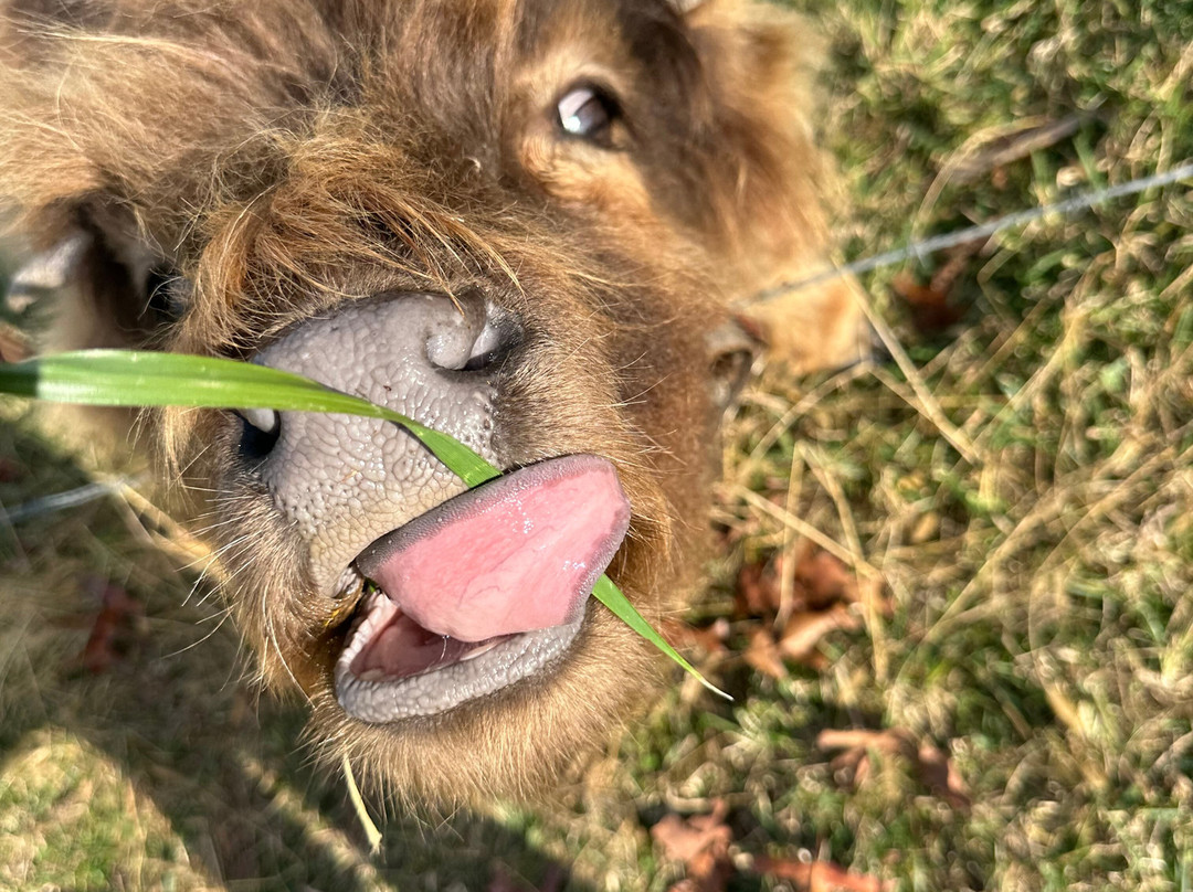Chateau Meichtry Family Vineyard and Winery-Talking Rock必去景点
