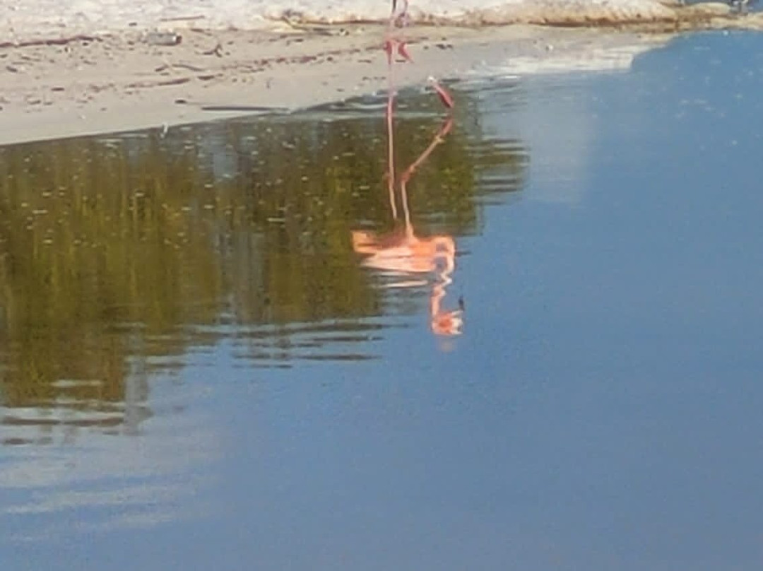 Reserva de la Biosfera Ría Celestún景点图片