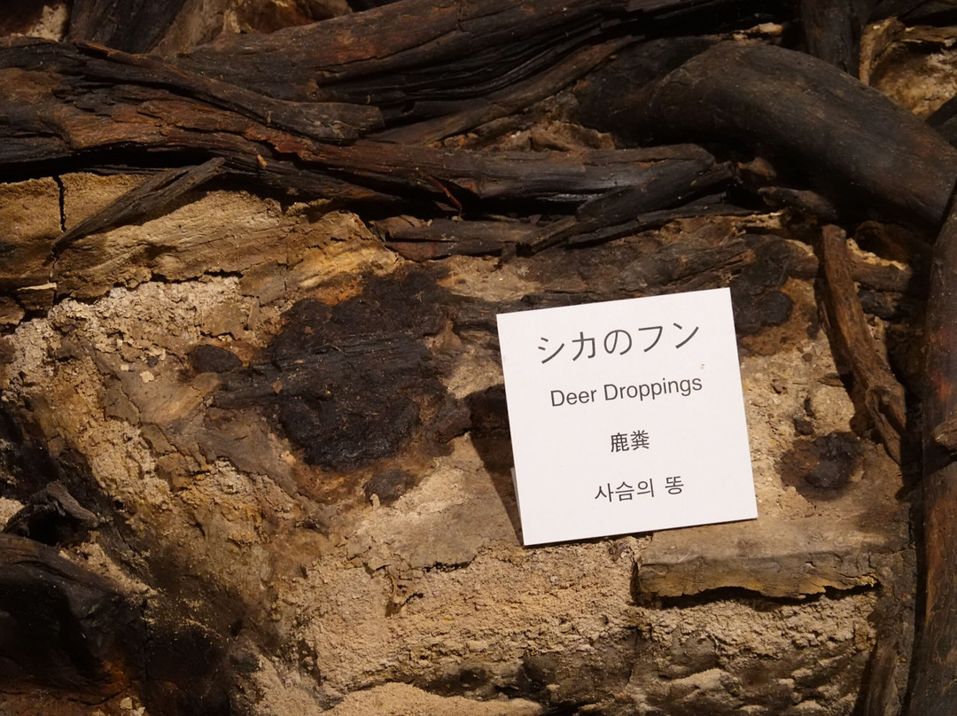 Chiteinomori Mueum-仙台市必去景点