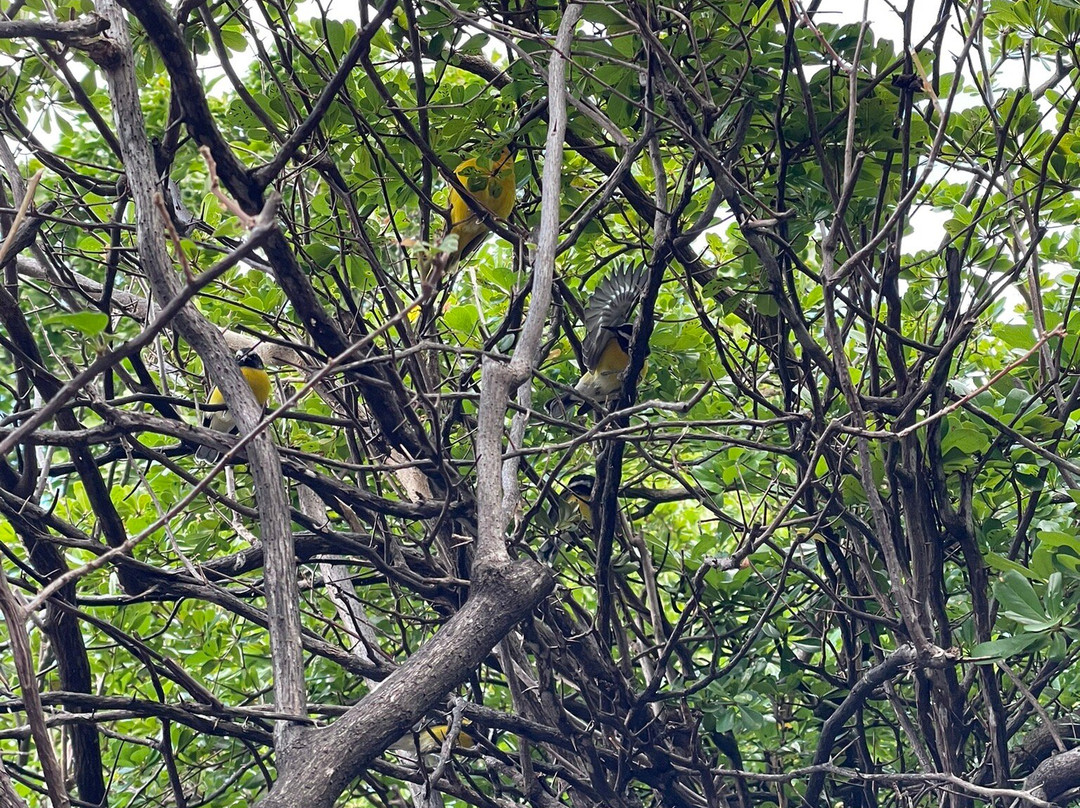 Landhuis Chobolobo-威廉斯塔德必去景点