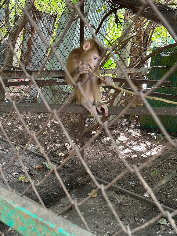 Samui Monkey Centre-利巴诺伊必去景点