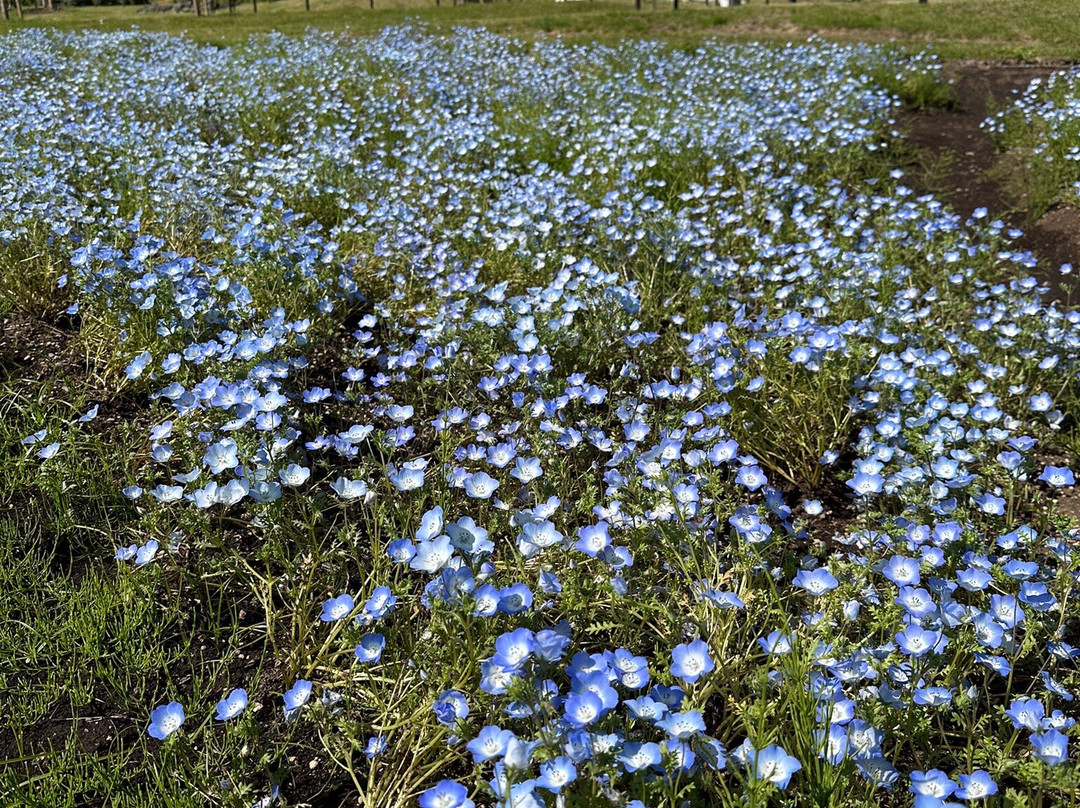 Kuju Flower Park景点图片