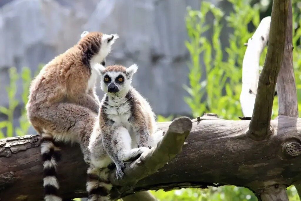 RIZIKY TRAVEL-诺西贝必去景点