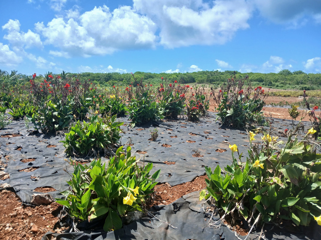 Eleuthera Pineapple Farm Tours-伊柳塞拉必去景点