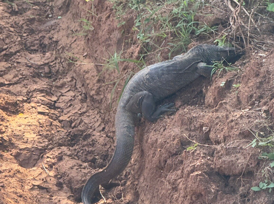 Travel Buddy - Sri Lanka-Palatuwa必去景点