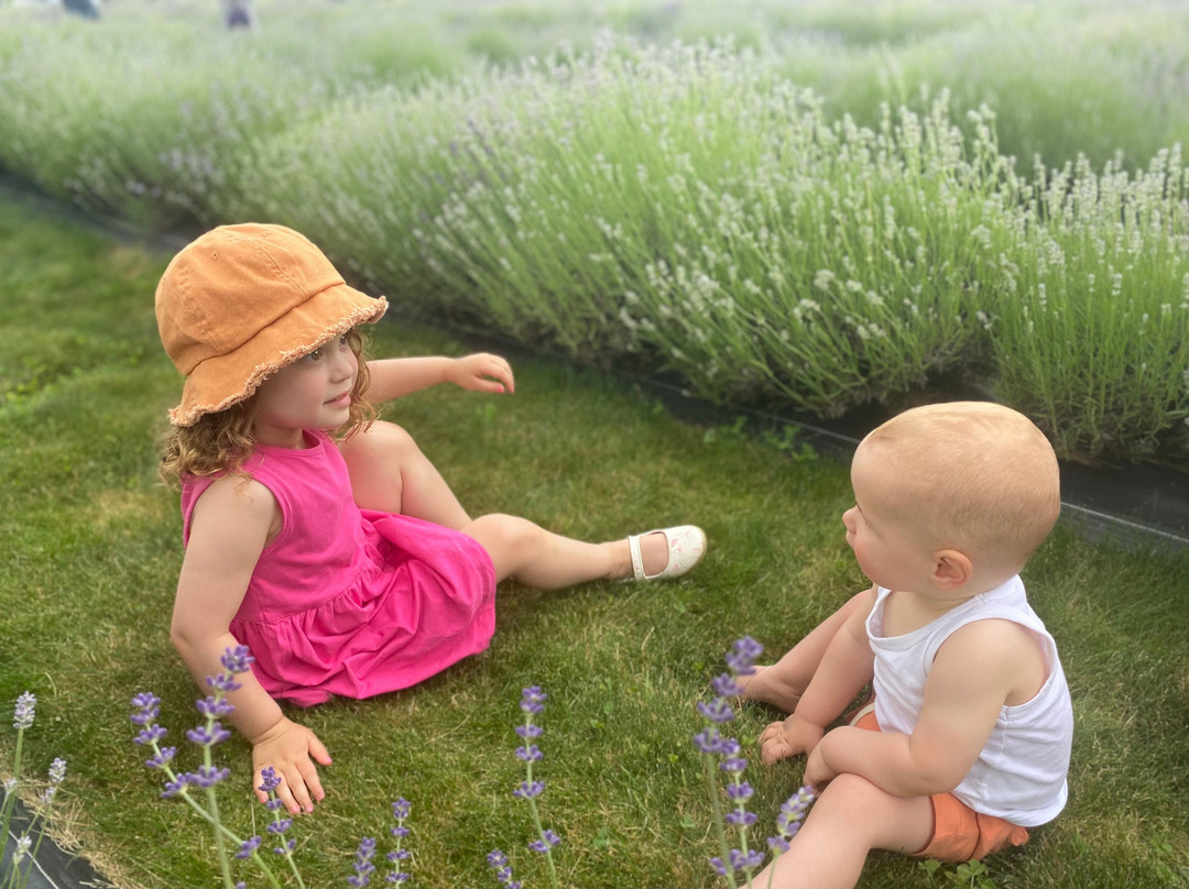 Tullamore Lavender Co.-Arthur必去景点